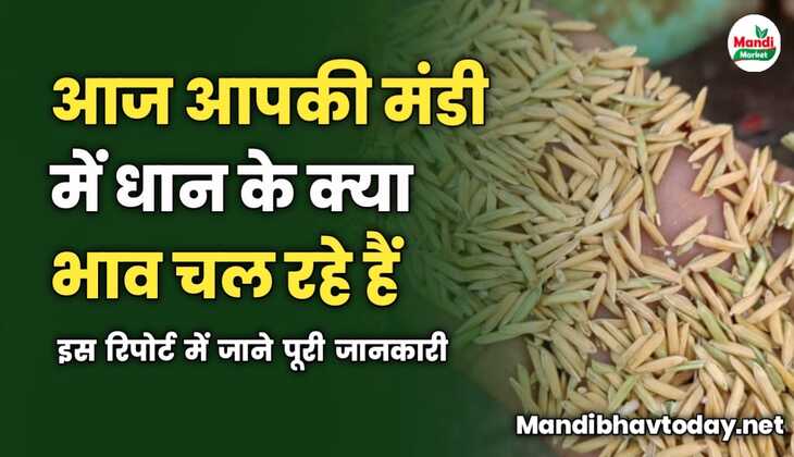 आज आपकी मंडी में धान के क्या भाव चल रहे हैं | इस रिपोर्ट में जाने