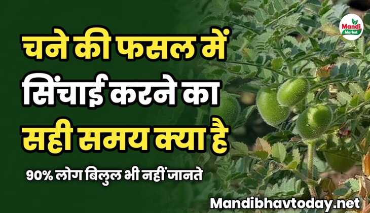 चने की फसल में सिंचाई करने का सही समय क्या है | 90% लोग बिलुल भी नहीं जानते 