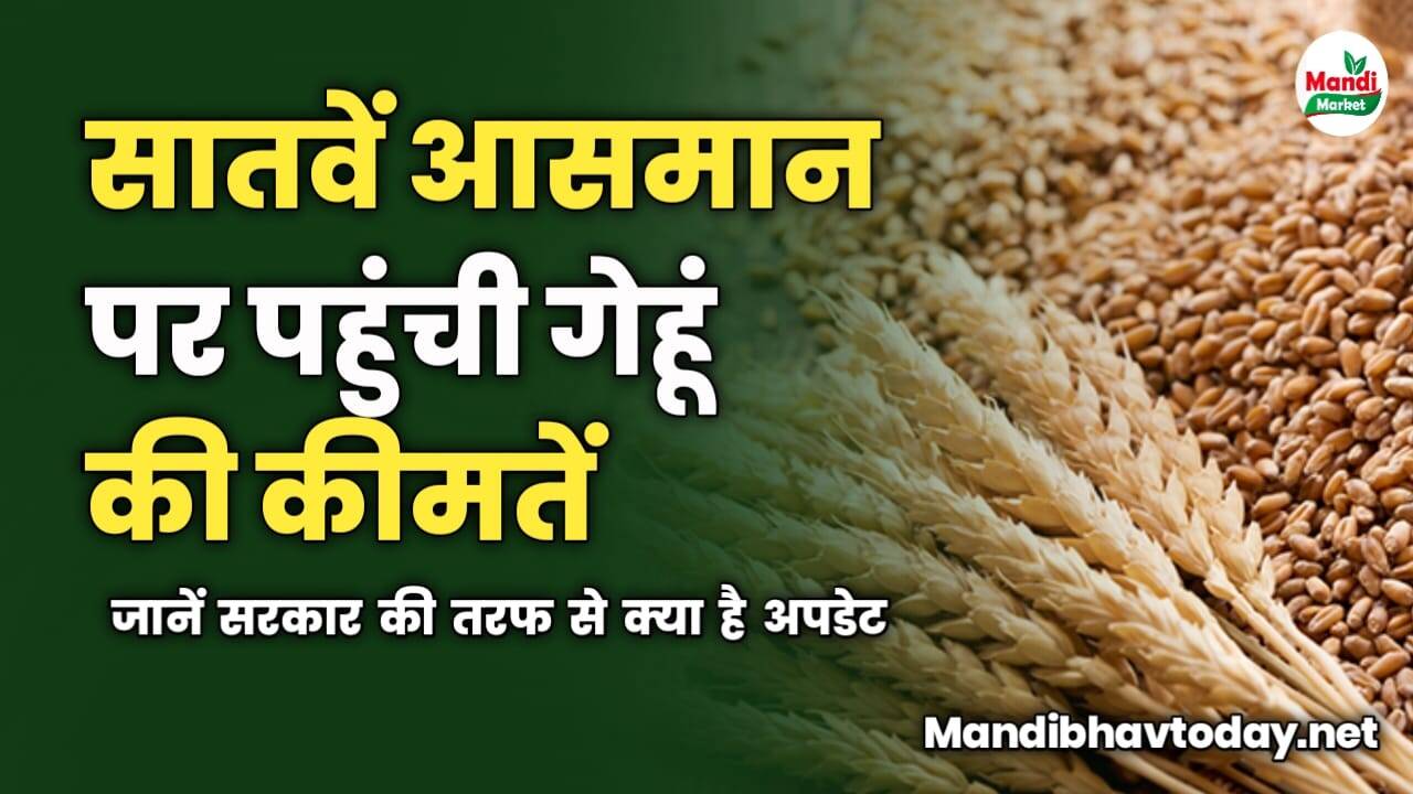 सातवें आसमान पे पहुंचे गेहूं के भाव | जानें सरकार की तरफ से क्या है अपडेट