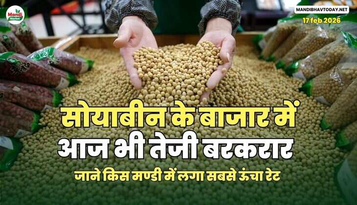 सोयाबीन के बाजार में आज भी तेजी बरकरार | जाने किस मण्डी में लगा सबसे ऊंचा रेट 