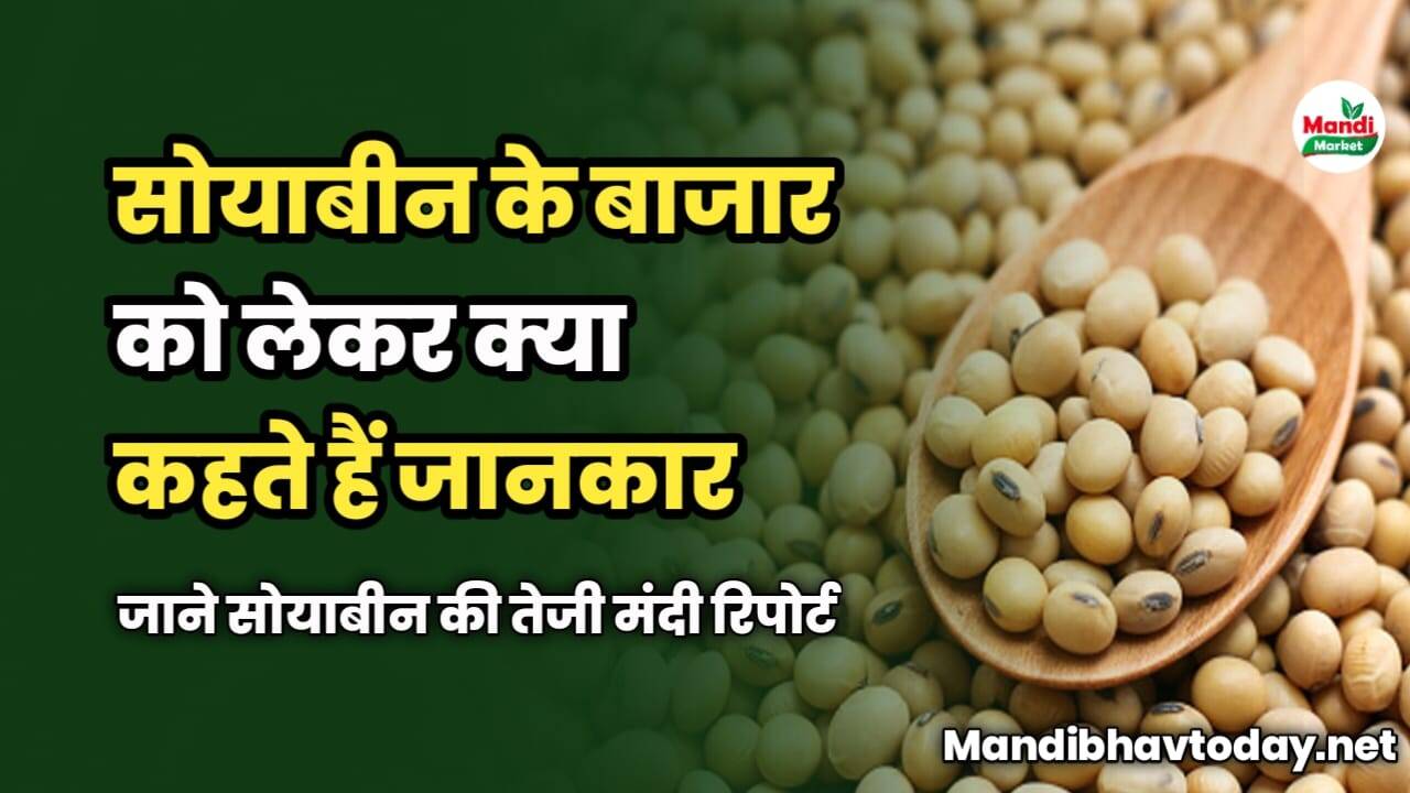 सोयाबीन के बाजार को लेकर क्या कहते हैं जानकार | जाने सोयाबीन की तेजी मंदी रिपोर्ट