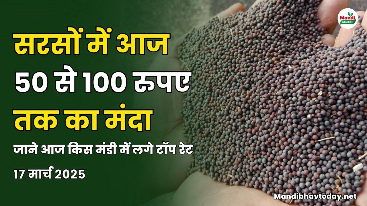 सरसों में आज 50 से 100 रुपए तक का मंदा | जाने आज किस मंडी में लगे टॉप रेट