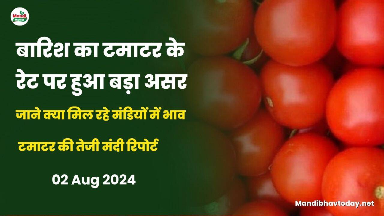 टमाटर की तेजी मंदी रिपोर्ट