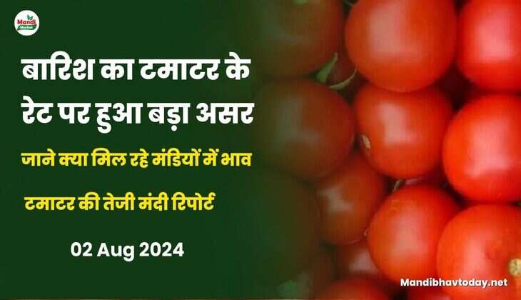  टमाटर की तेजी मंदी रिपोर्ट 