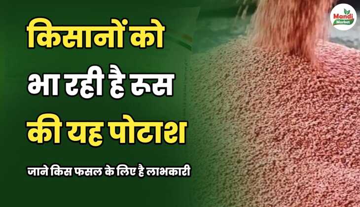 किसानों को भा रही है रूस की यह पोटाश | जानें किस फसल के लिए है लाभकारी