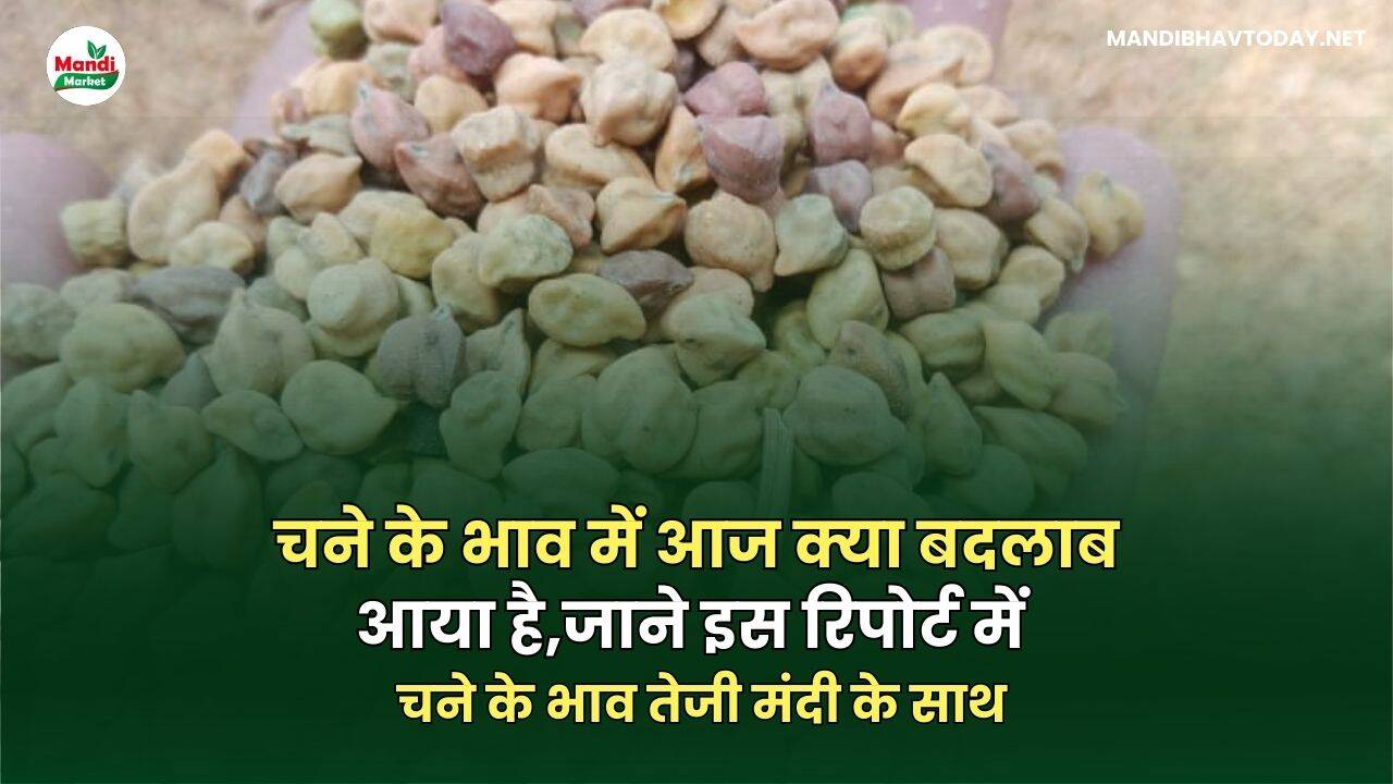 चने के भाव में आज क्या बदलाब आया है | जाने इस रिपोर्ट में | चने के भाव तेजी मंदी के साथ