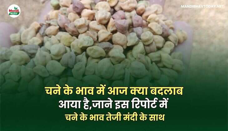 चने के भाव में आज क्या बदलाब आया है | जाने इस रिपोर्ट में | चने के भाव तेजी मंदी के साथ