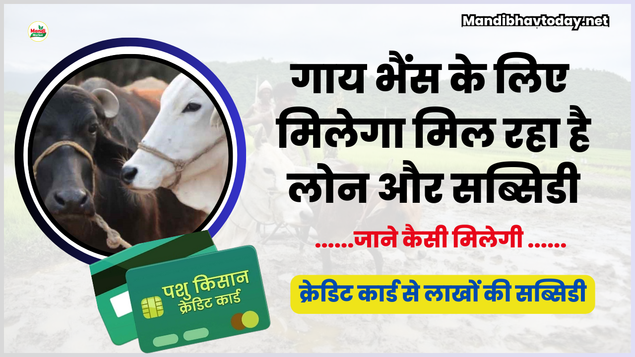 गाय भैंस के लिए मिल रहा है लोन और सब्सिडी | जाने पूरी प्रक्रिया