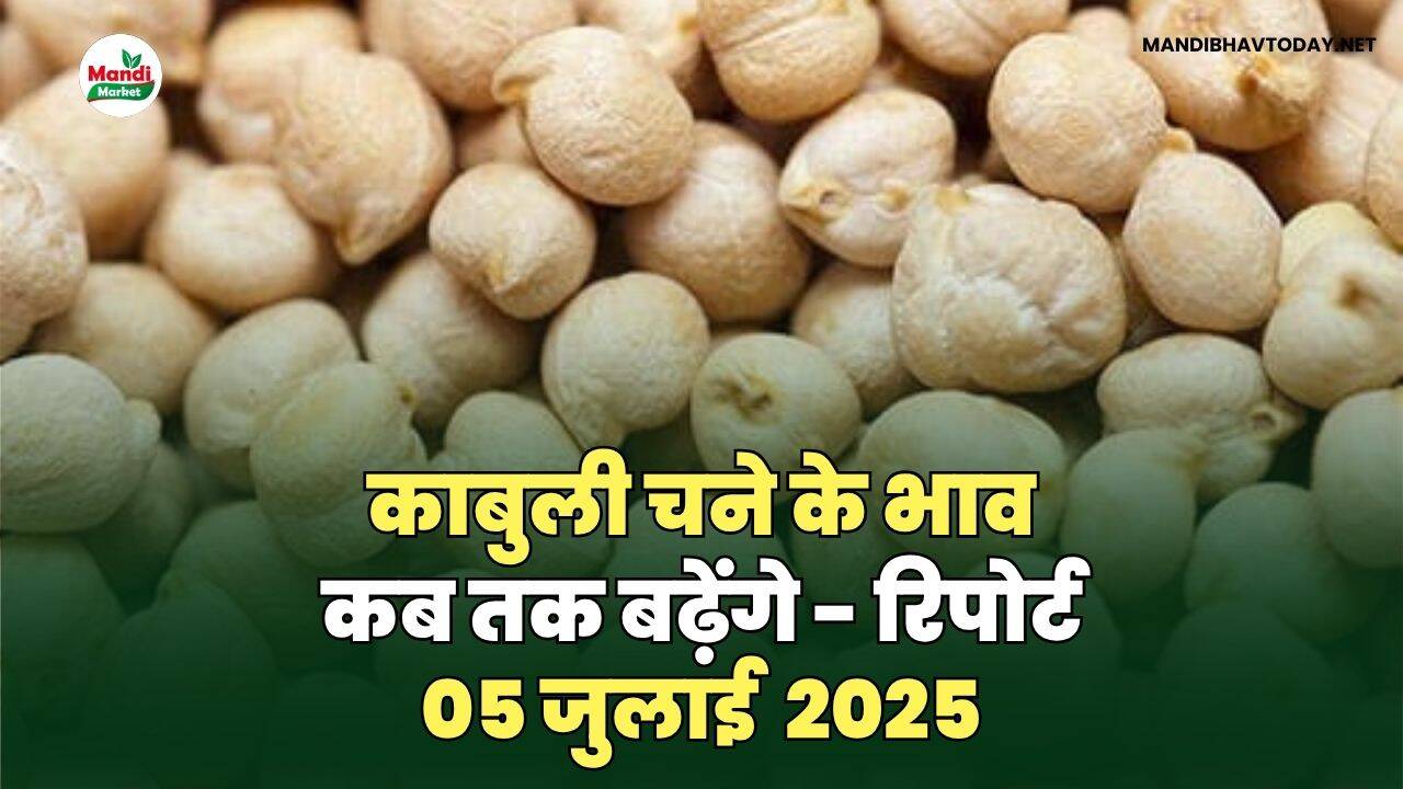 काबुली चने के भाव कब तक बढ़ेंगे - रिपोर्ट