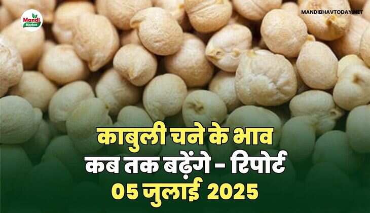 काबुली चने के भाव कब तक बढ़ेंगे - रिपोर्ट