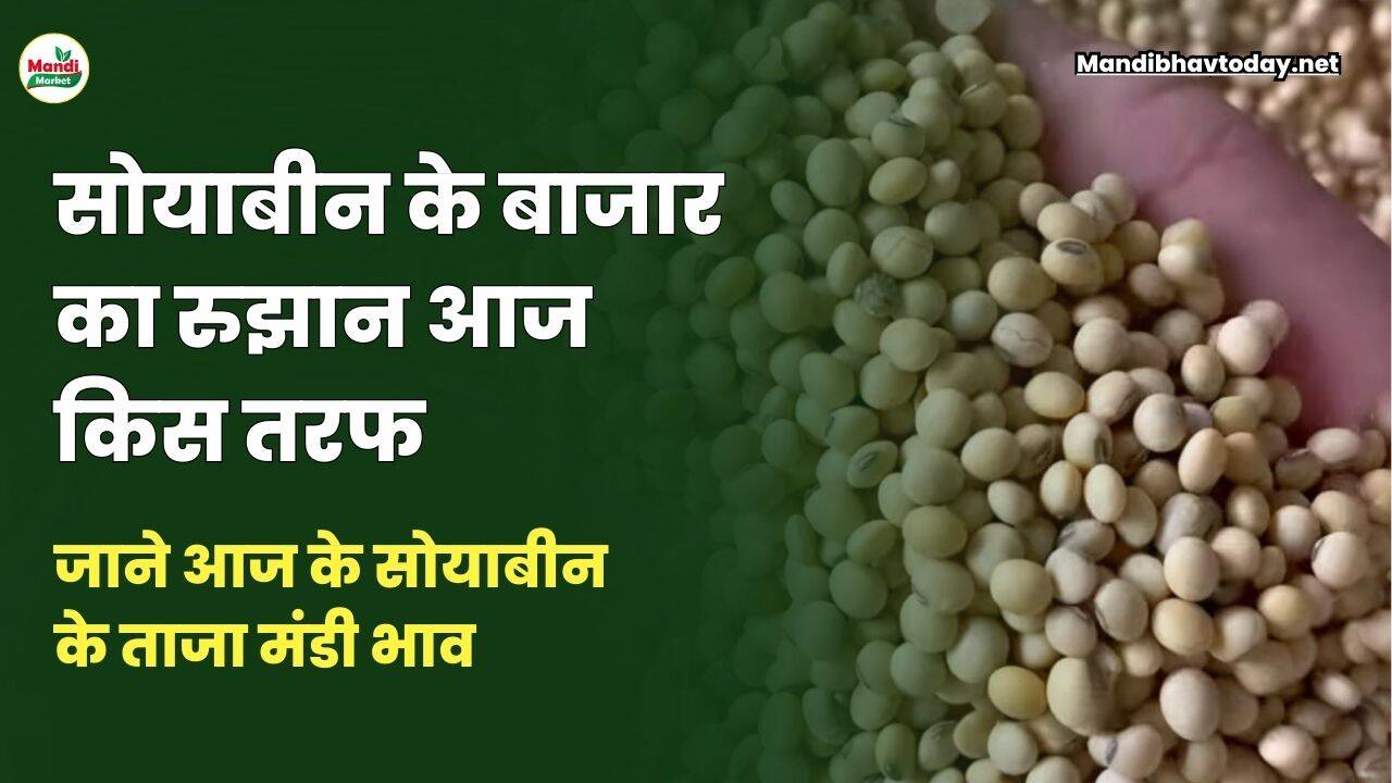 जाने आज के सोयाबीन के ताजा मंडी भाव
