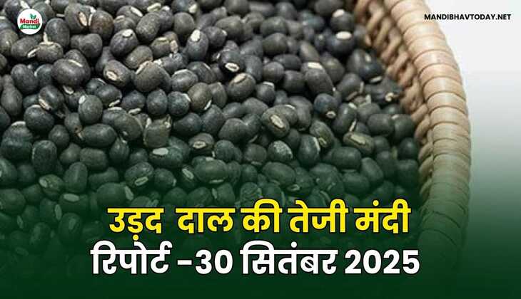 उड़द दाल की तेजी मंदी रिपोर्ट -30 Sep 2025