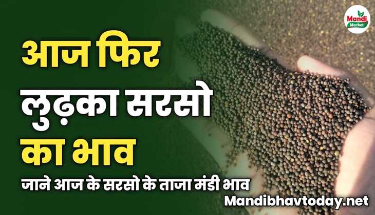 आज फिर लुढ़का सरसो का भाव | जाने आज के सरसो के ताजा मंडी भाव 
