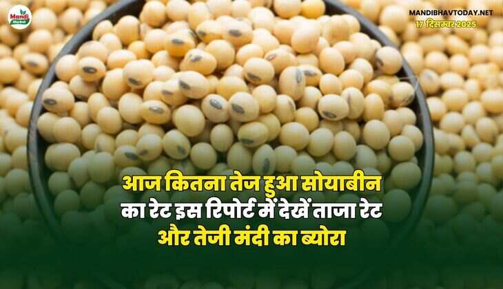 आज कितना तेज हुआ सोयाबीन का रेट | इस रिपोर्ट में देखें ताजा रेट और तेजी मंदी का ब्योरा