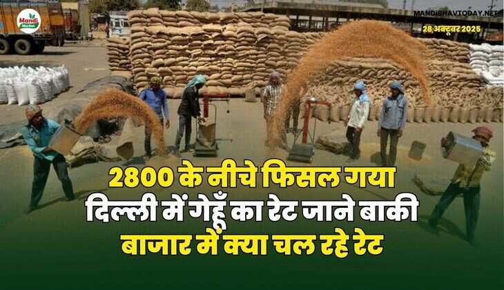 2800 के नीचे फिसल गया दिल्ली में गेहूँ का रेट | जाने बाकी बाजार में क्या चल रहे रेट