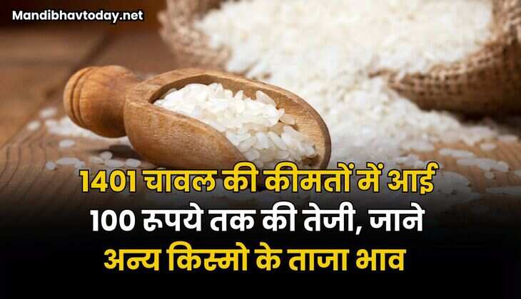1401 चावल की कीमतों में आई 100 रूपये तक की तेजी | जाने अन्य किस्मो के ताजा भाव 