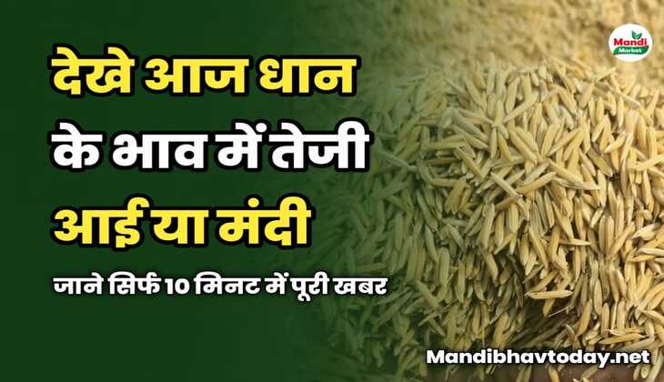 देखे आज धान के भाव में तेजी आई या मंदी | जाने सिर्फ 10 मिनट में पूरी खबर 