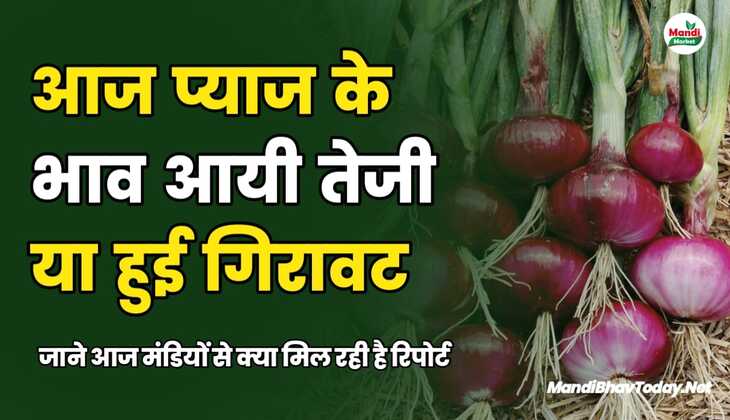 आज प्याज के भाव आयी तेजी या हुई गिरावट | जाने आज मंडियों से क्या मिल रही है रिपोर्ट