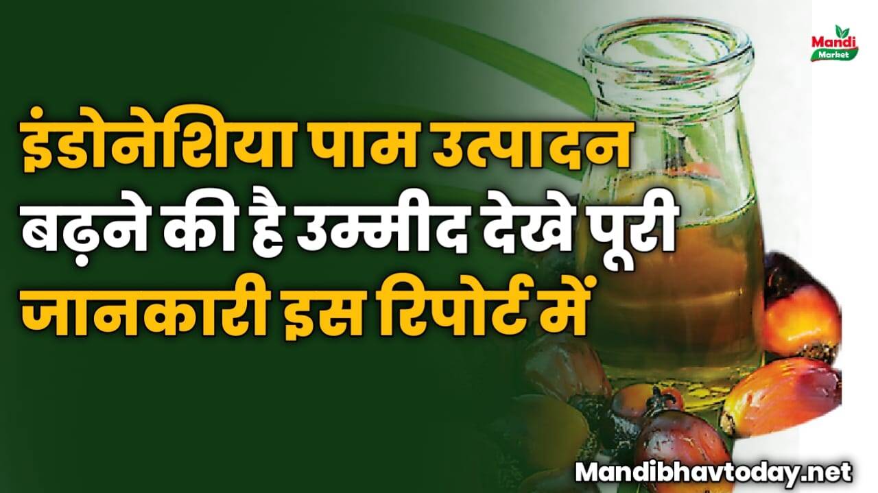 इंडोनेशिया पाम उत्पादन बढ़ने की है उम्मीद | देखे पूरी जानकारी इस रिपोर्ट में