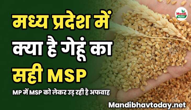 मध्य प्रदेश में क्या है गेहूं का सही MSP | MP में MSP को लेकर उड़ रही है अफवाह