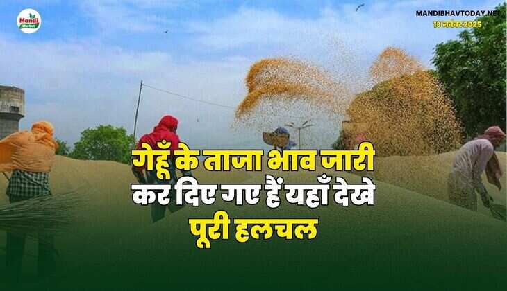 गेहूँ के ताजा भाव जारी कर दिए गए हैं | यहाँ देखे पूरी हलचल