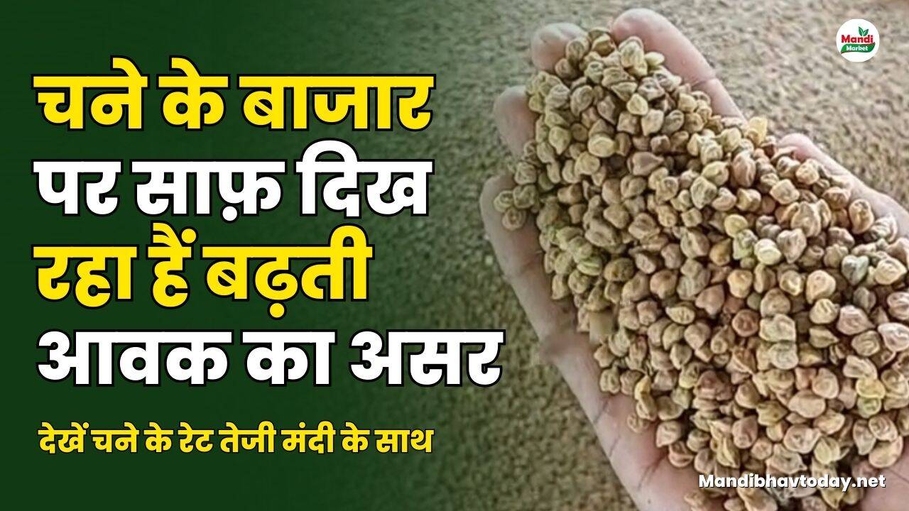 देखें चने के रेट तेजी मंदी के साथ