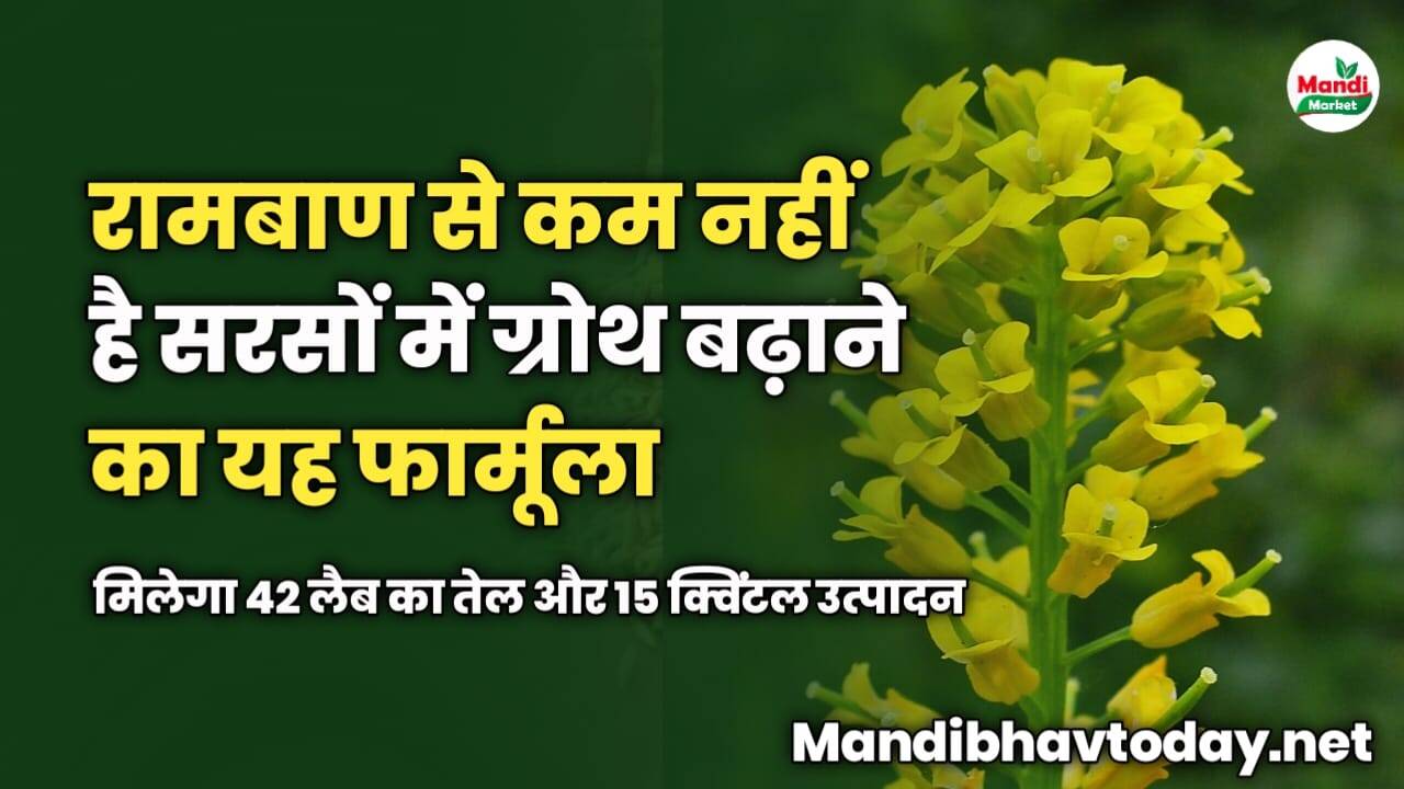रामबाण से कम नहीं है सरसों में ग्रोथ बढ़ाने का यह फार्मूला | मिलेगा 42 लैब का तेल और 15 क्विंटल उत्पादन