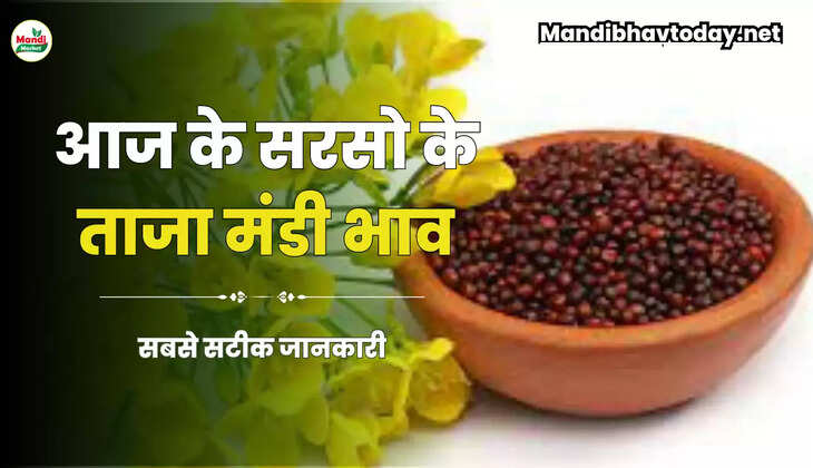 जयपुर और भरतपुर तेज जाने क्य खुले हैं आज सरसों के रेट तेजी मंदी के साथ | Sarso Live Rate Today 05 june 2023 