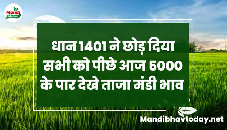 धान 1401 ने छोड़ दिया सभी को पीछे आज 5000 के पार देखे  आज के धान के ताजा भाव 23 दिसंबर 2022