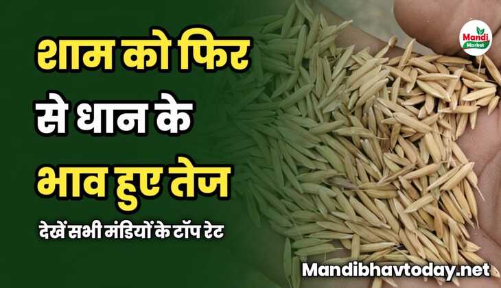 शाम को फिर से धान के भाव हुए तेज | देखें सभी मंडियों के टॉप रेट