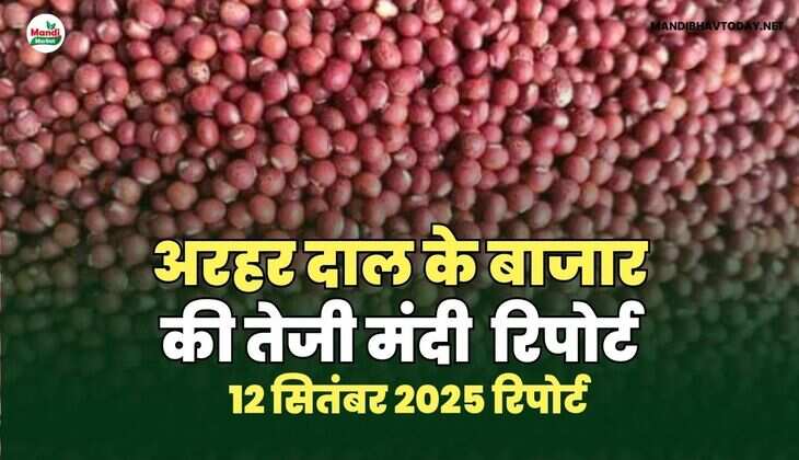 अरहर /तुवर  दाल की तेजी मंदी रिपोर्ट   12   Sep  2025