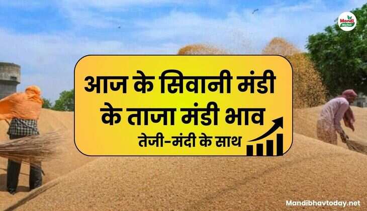  siwani mandi ke bhav 13 March 2025 