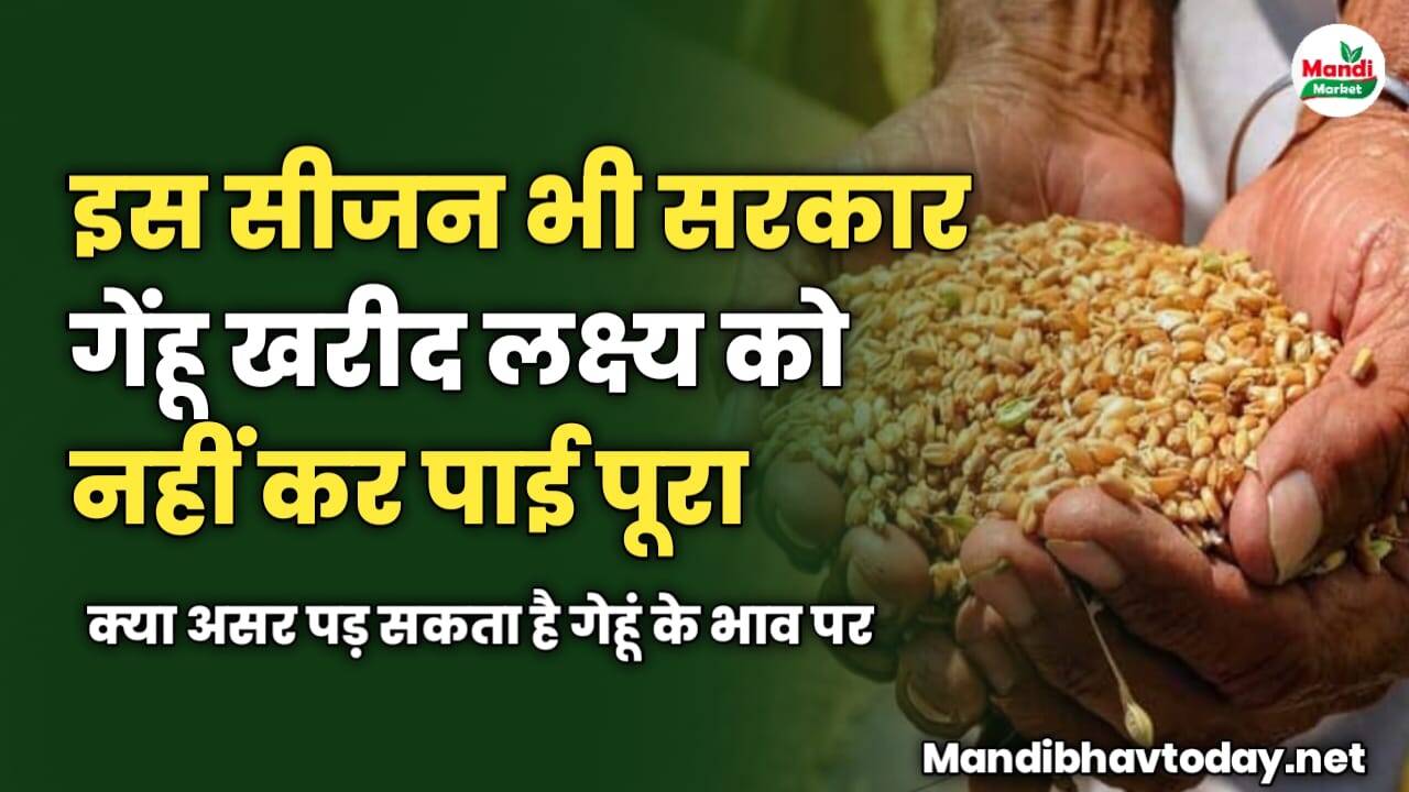 इस सीजन भी सरकार गेंहू खरीद लक्ष्य को नहीं कर पाई पूरा | क्या असर पड़ सकता है गेहूं के भाव पर