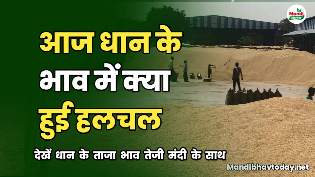 आज धान के भाव में क्या हुई हलचल | देखें धान के ताजा रेट तेजी मंदी के साथ
