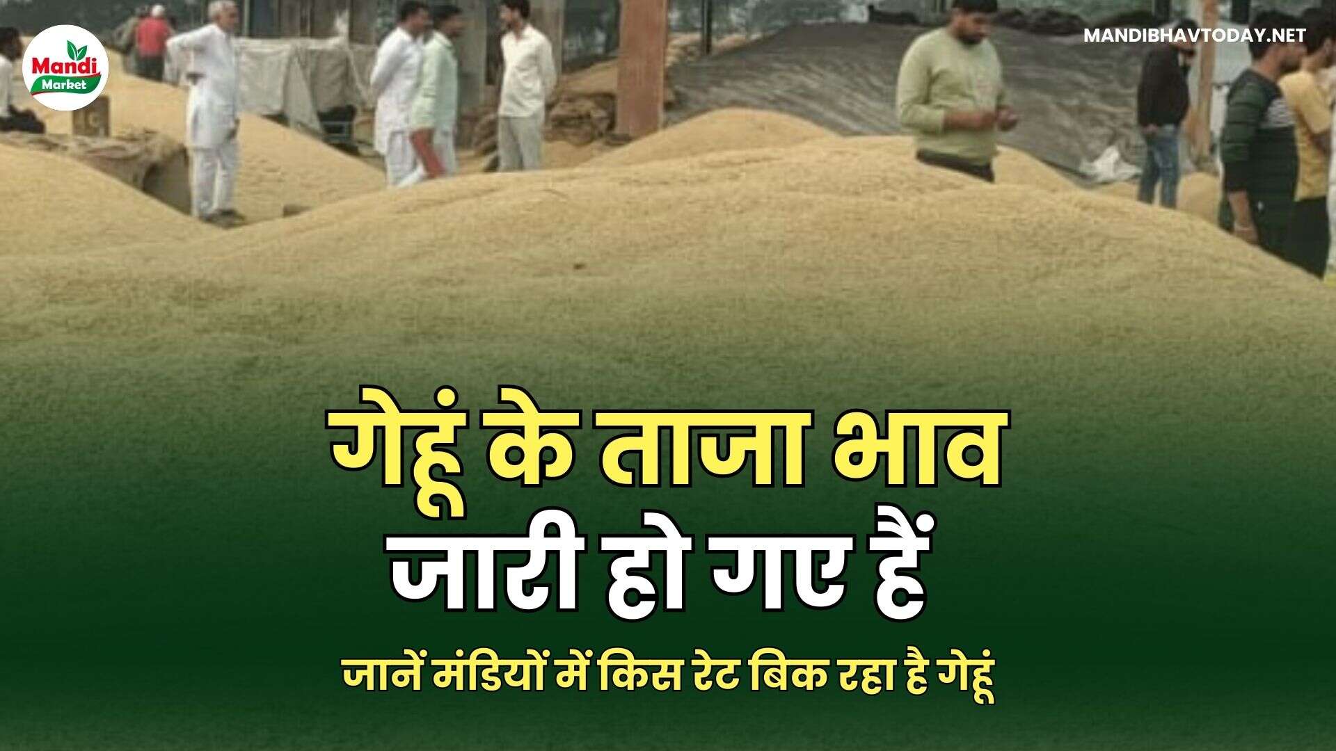 जानें मंडियों में किस रेट बिक रहा है गेहूं