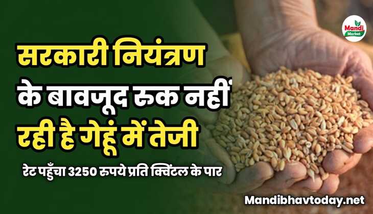 सरकारी नियंत्रण के बावजूद रुक नहीं रही है गेहूं में तेजी | रेट हुआ 3250 के पार