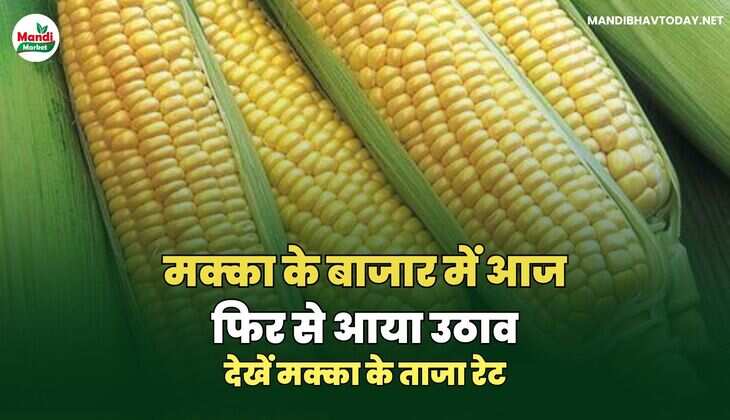 मक्का के बाजार में आज फिर से आया उठाव देखें मक्का के ताजा रेट