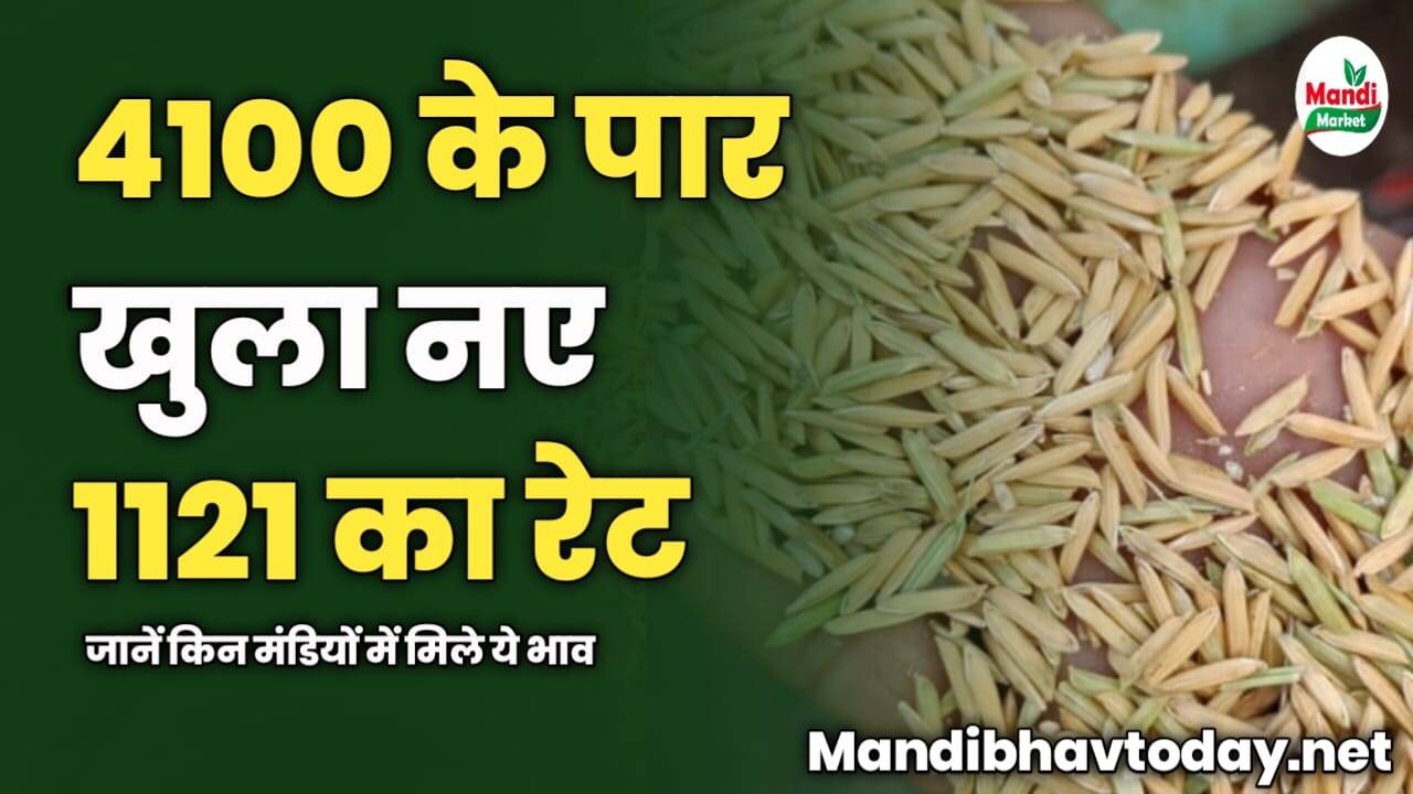 4100 के पार खुला नए 1121 का रेट | जानें किन मंडियों में मिले ये भाव