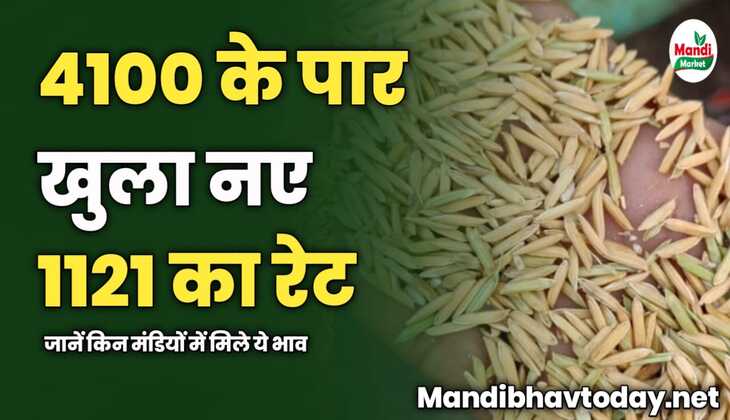 4100 के पार खुला नए 1121 का रेट | जानें किन मंडियों में मिले ये भाव
