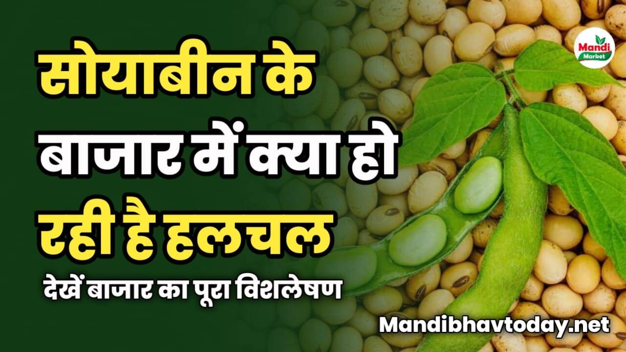 सोयाबीन के बाजार में क्या हो रही है हलचल | देखें बाजार का पूरा विशलेषण 
