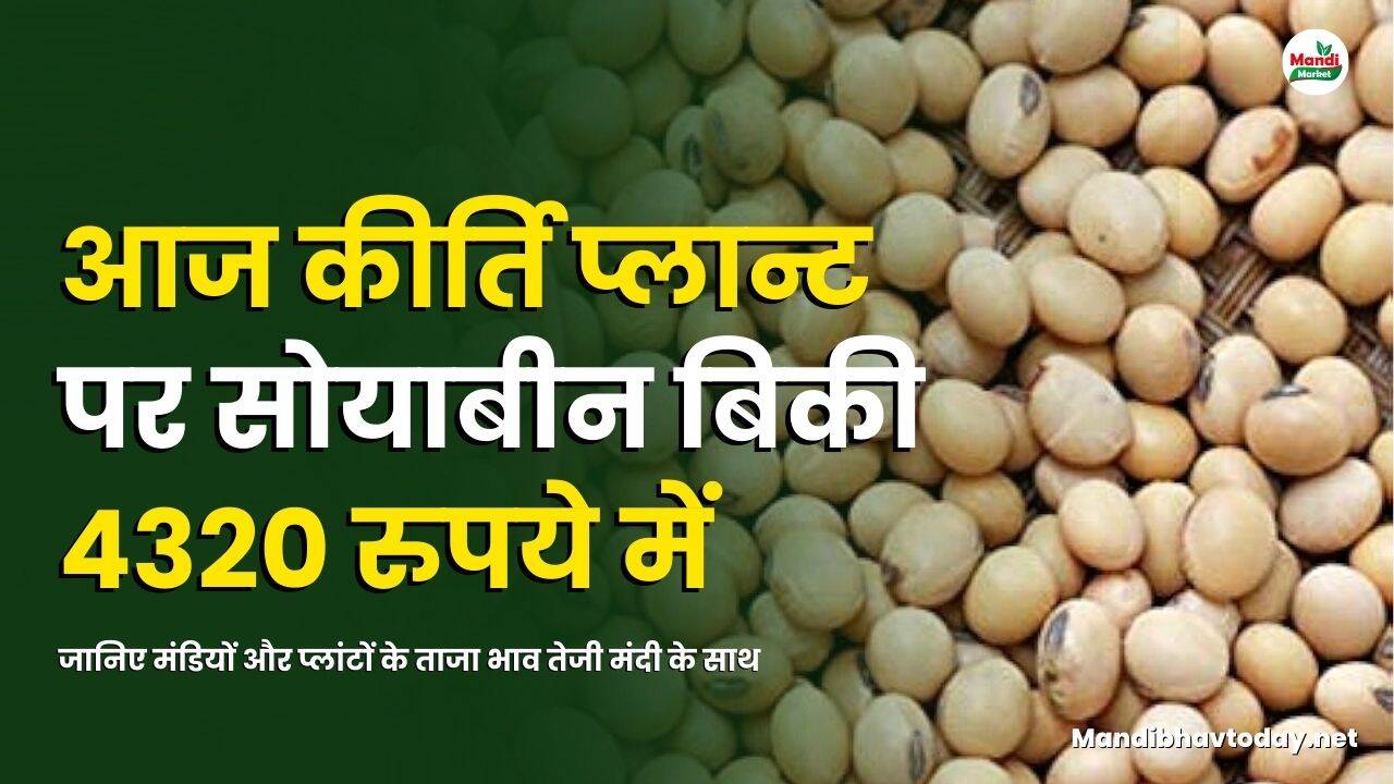 सोयाबीन images