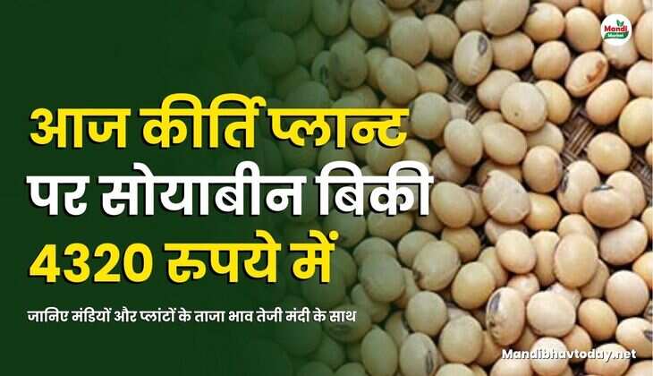 सोयाबीन images 