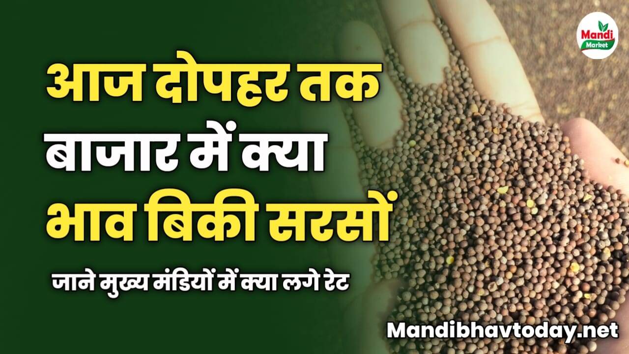 आज दोपहर तक बाजार में क्या भाव बिकी सरसों | जाने मुख्य मंडियों में क्या लगे रेट