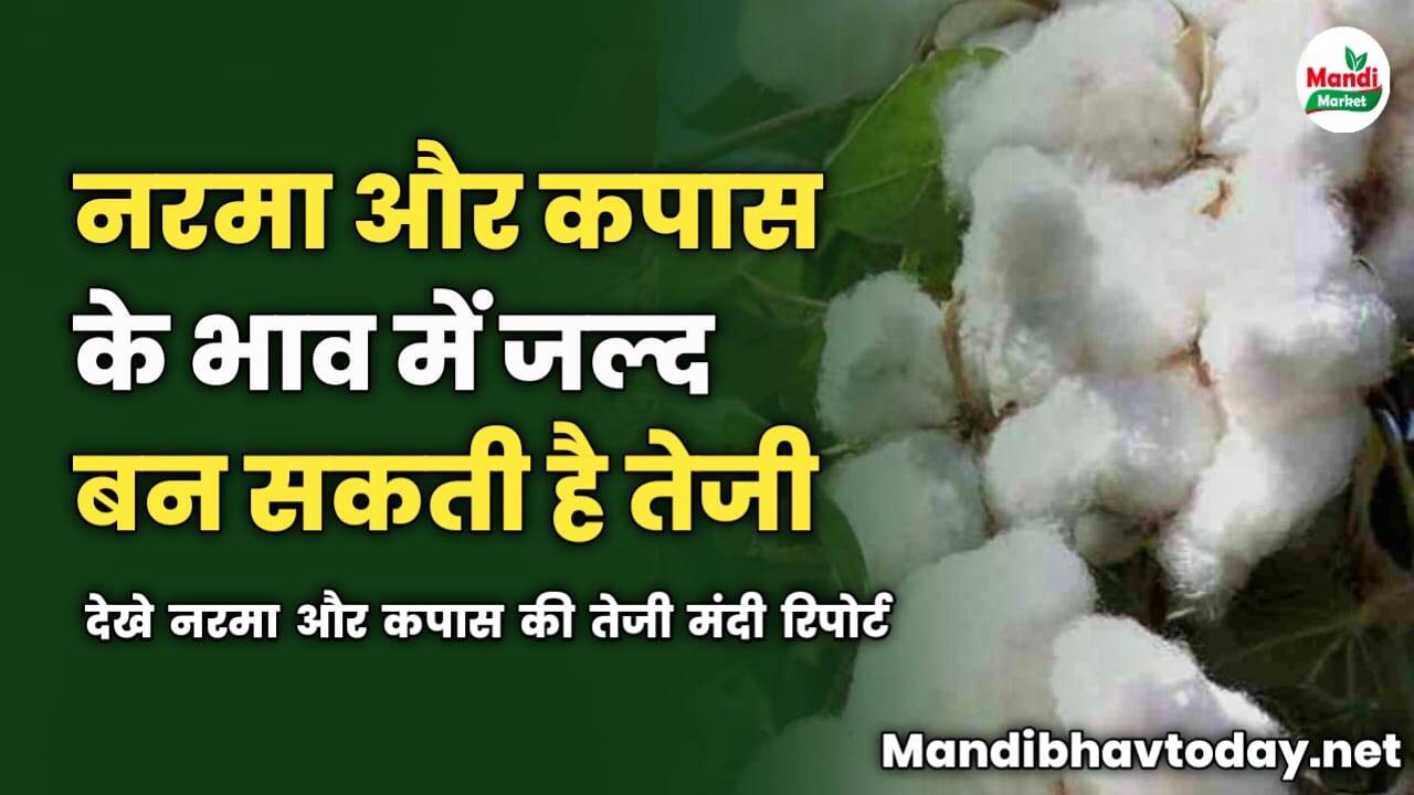 नरमा और कपास के भाव में जल्द बन सकती है तेजी | देखे नरमा और कपास की तेजी मंदी रिपोर्ट 