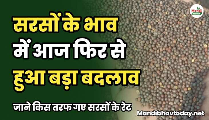 सरसों के भाव में आज फिर से हुआ बड़ा बदलाव | जाने किस तरफ गए रेट