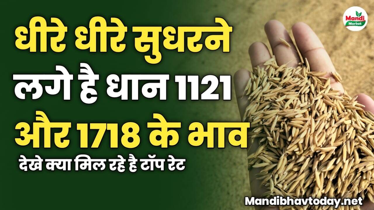 धीरे धीरे सुधरने लगे है धान 1121 और 1718 के भाव | देखे क्या मिल रहे है टॉप रेट