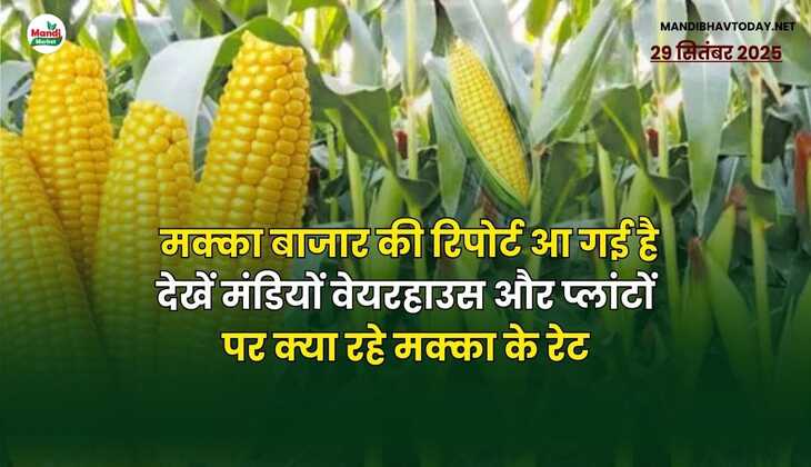 मक्का बाजार की रिपोर्ट आ गई है | देखें मंडियों वेयरहाउस और प्लांटों पर क्या रहे मक्का के रेट