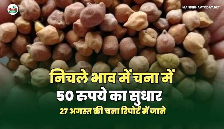 निचले भाव में चना में 50 रुपये का सुधार - चना रिपोर्ट