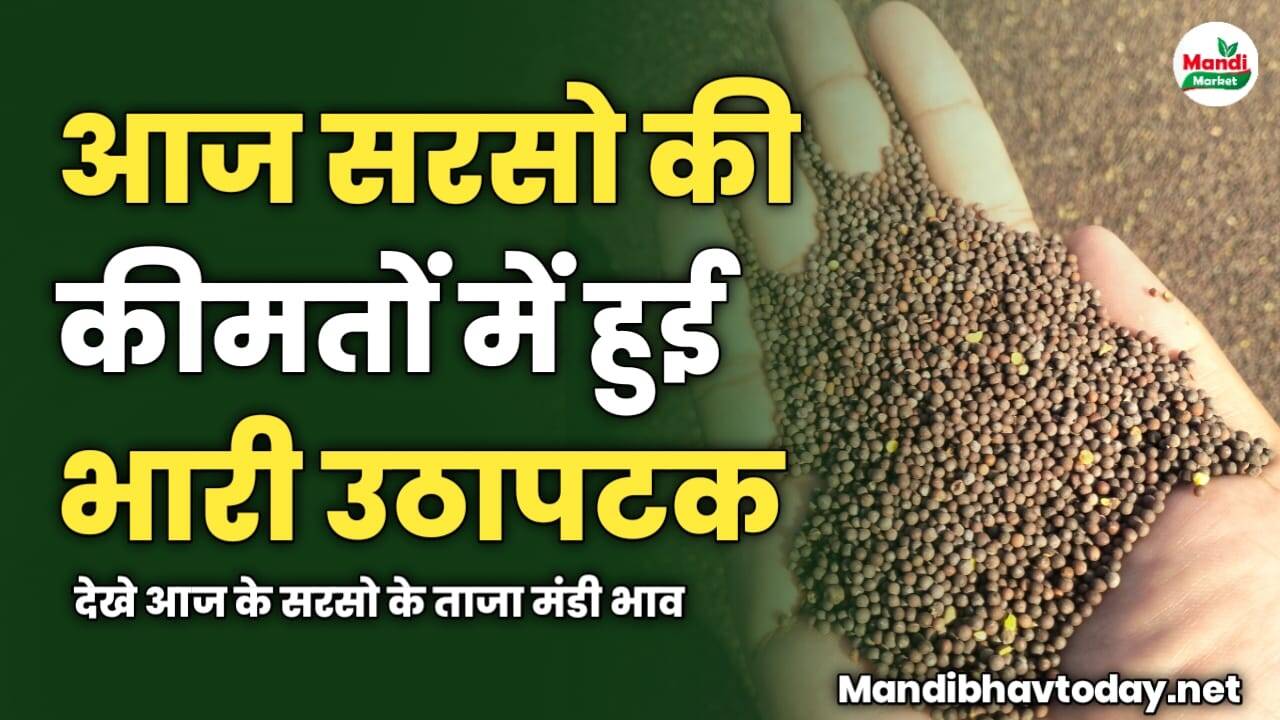 सरसो की कीमतों में हुई भारी उठापटक | देखे आज के सरसो के ताजा मंडी भाव 