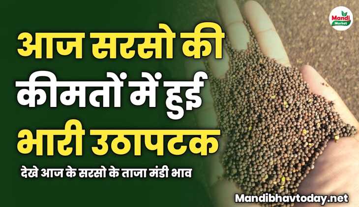 सरसो की कीमतों में हुई भारी उठापटक | देखे आज के सरसो के ताजा मंडी भाव 